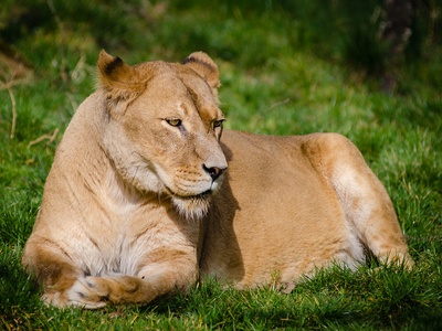 Lion