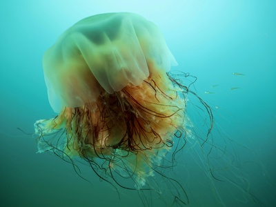 Lion's mane jellyfish