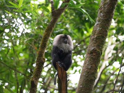 Lion-tailed Macaque