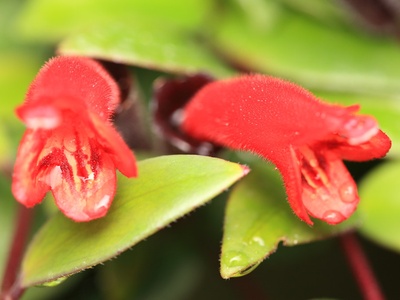 Lipstick Plant