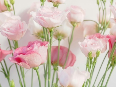 Lisianthus