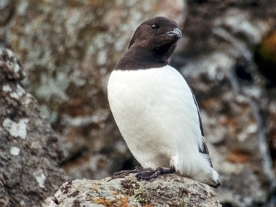 Little auk