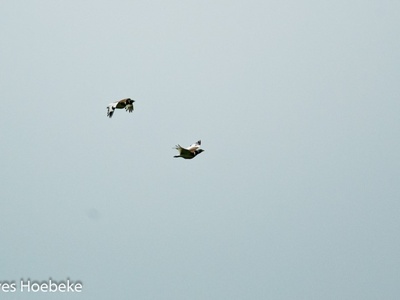 Little bustard