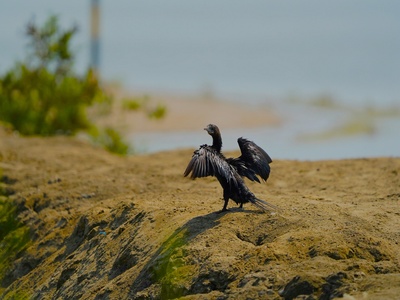 Little Cormorant