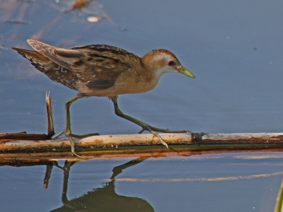 Little Crake