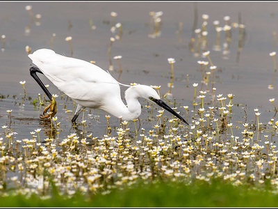Little Egret