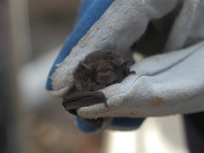 Little Forest Bat