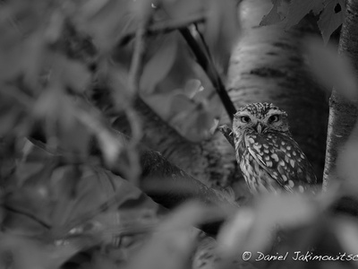 Little owl