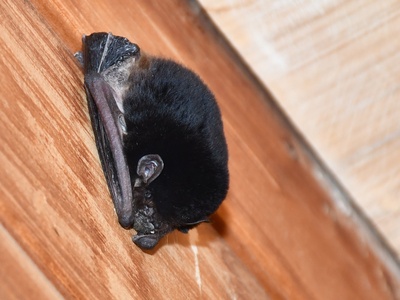 Little Pied Bat