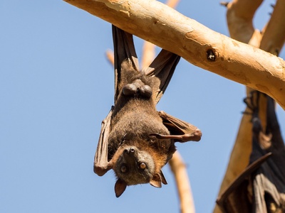 Little Red Flying-fox
