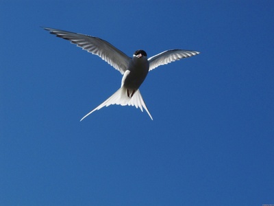 Little Tern