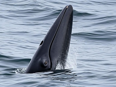 Liverpool Bay/Halifax Bay Thing