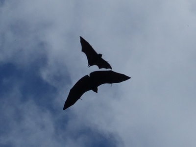 Livingstone's Flying Fox