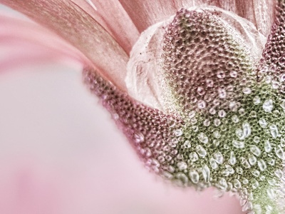 Livingstone Daisy