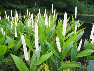 Lizard's Tail