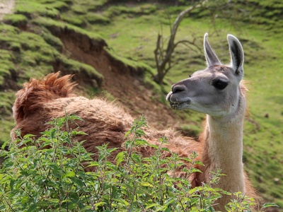 Llama