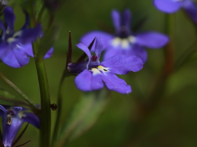 Lobelia