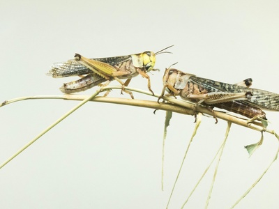 Locust