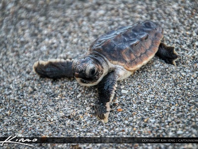 Loggerhead