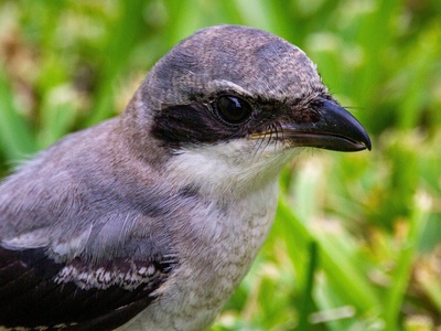 Loggerhead shrike
