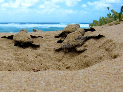 Loggerhead Turtle