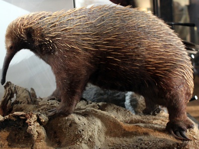 Long-beaked echidna