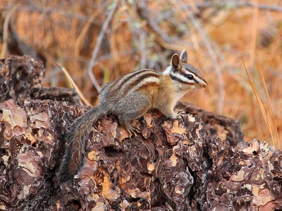 Long-eared Chipmunk