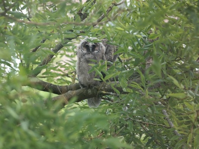 Long-eared Owl