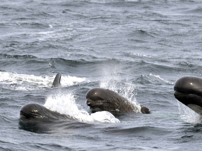 Long-finned Pilot Whale
