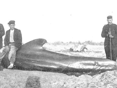 Long-finned Pilot Whale