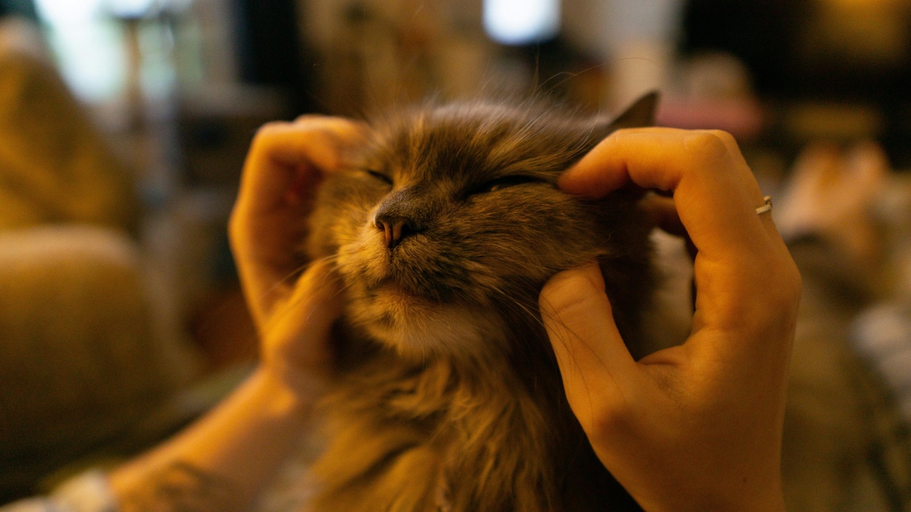 Long-haired Balinese and Siberian cats lounging on a couch