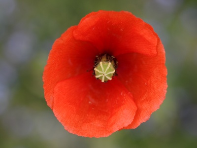 Long-headed Poppy