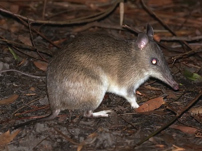 Long-nosed Bandicoot