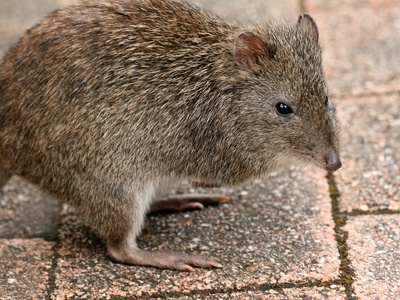 Long-nosed Potoroo