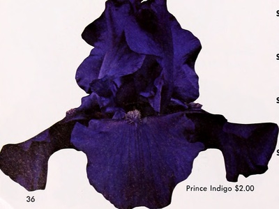 Long-petaled Stock