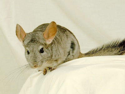 Long-tailed Chinchilla