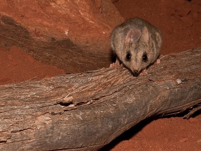 Long-tailed Dunnart