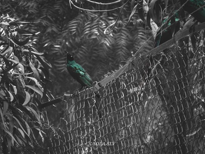 Long-tailed Glossy Starling