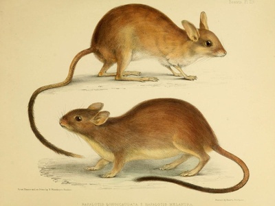Long-tailed hopping mouse