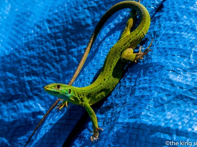 Long-tailed Lacerta