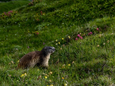 Long-tailed marmot