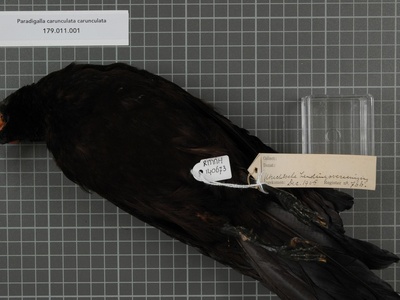 Long-tailed Paradigalla
