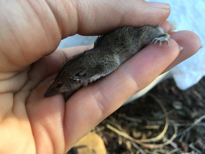 Long-tailed Planigale