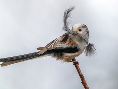 Long-tailed Tit