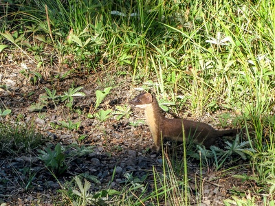 Long-tailed Weasel