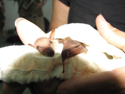 Long-tongued Nectar Bat