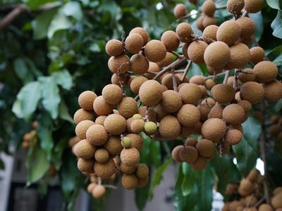 Longan