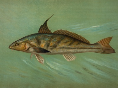 Longbarbel Goatfish