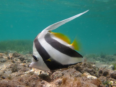 Longfin Bannerfish