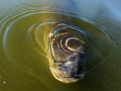 Longfin eel